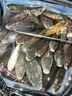 百誘大師泥鰍餌料釣魚專用魚餌活餌夏季野釣通殺鯽鯉鯽魚鯉魚草魚餌料 買二送一【比泥鰍蚯蚓好用】 曬單實拍圖