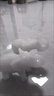 上善好白玉色大象擺件招財翹鼻象一對吸水大象客廳裝飾品工藝品可愛小象 翹鼻大象【白玉色】小號一對 曬單實拍圖