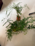 水培植物綠蘿發(fā)財樹吉利紅紅掌白掌室內(nèi)懶人水養(yǎng)如意花卉桌面盆栽 文竹2株【不含盆】10-15cm 曬單實拍圖