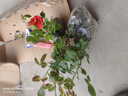 月季花苗四季開(kāi)花帶花苞特大花卉爬藤小苗室內外陽(yáng)臺盆栽薔薇玫瑰 情書(shū)【大花濃香】 不含盆 曬單實(shí)拍圖