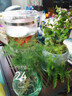 愛你一萬年禪意水培發(fā)財樹辦公室內(nèi)盆栽花卉植物四季好養(yǎng)招財富貴荷花竹 文竹—中式煙綠瓶+營養(yǎng)液 曬單實拍圖