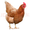 大用單凍雞鳳爪2斤（500g*2） 白羽雞烤鳳爪短爪鹵雞爪燒烤鹵食材清真 曬單實拍圖
