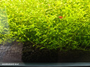 尼特利 水草泥底沙黑棕土種植土硬水軟水通用版 【2代】原生態(tài)水草泥-3L【軟硬水通用】 曬單實拍圖