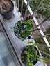 九里香盆栽茉莉花綠植室內(nèi)驅(qū)蚊四季開花帶花苞七里香水培盆景植物 高約16cm桌面款九里香+白豎紋吸水盆1盆 九里香 曬單實(shí)拍圖
