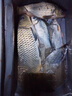 久巖金袖魚(yú)鉤成品子線(xiàn)雙鉤綁好有無(wú)刺防纏繞短子線(xiàn)專(zhuān)用高端鯽魚(yú)鉤袖鉤 35cm有刺金袖【鉤5+1.0鉤6+1.2】 共20付 曬單實(shí)拍圖