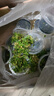 共度（Gong Du）小白前景草無(wú)菌杯水草造景魚(yú)缸迷你日本矮珍珠趴 日本矮珍珠無(wú)菌杯一杯 曬單實(shí)拍圖