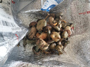 知鮮之鮮新鮮云南野生菌組合【順豐空運】羊肚菌牛肝菌見手青煲湯火鍋食材 新鮮野生菌組合 兩斤裝 曬單實拍圖