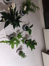 綠有意綠蘿籮發(fā)財樹綠植盆栽花卉室內(nèi)吸除甲醛桌面水培懶人植物四季好養(yǎng) 【6盆辦公居家組合】植物看圖片 曬單實拍圖
