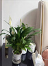 水培白掌一帆風順盆栽帶花室內(nèi)客廳植物四季常青好養(yǎng)活新家綠植 A級白掌+早安吸水盆 曬單實拍圖