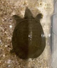 甲魚飼料老鱉通用開口食物大小幼甲魚寵物成年水烏龜膨化專用糧食 一小桶【1.5mm顆粒】 680ml 曬單實拍圖