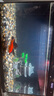 獨寵你森森同款超白魚缸小型免換水生態(tài)魚缸一體缸自循環(huán)自動喂食LE480B 曬單實拍圖