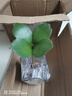 墨西哥鐵盆栽植物室內(nèi)好養(yǎng)四葉草幸運草辦公室桌面綠植花卉小盆景 【幸運草】墨西哥鐵原盆土1盆 曬單實拍圖