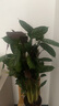 新飛羽竹芋紫背飛羽孔雀竹芋植物室內(nèi)青蘋果波浪觀葉綠植盆栽甲醛 A+級新飛羽竹芋60-70cm【原盆】 曬單實拍圖