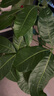 植男植女發(fā)財樹(shù)招錢(qián)樹(shù)天堂鳥(niǎo)金錢(qián)樹(shù)幸福樹(shù)白掌大綠植室內辦公室客廳綠植 【發(fā)財樹(shù)】1.2-1.4m 白色圓柱形雙層樹(shù)脂盆 曬單實(shí)拍圖