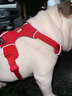 拉夫威爾ruffwear福朗特狗狗遛狗繩大型犬寵物狗鏈邊牧拉布拉多金毛牽狗繩 峽谷紅 曬單實(shí)拍圖
