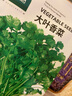 北蔬 香菜種子苗老品種四季盆栽大葉芫荽陽(yáng)臺(tái)菜籽 大葉香菜種子600粒 曬單實(shí)拍圖
