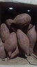 魯禧廣西新鮮紫薯 當(dāng)季精品紫薯地瓜 軟糯香甜健康輕食生鮮蔬菜 中果凈重4.5斤（單果150-400g） 曬單實拍圖