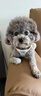 puppytie狗狗牽引繩小型犬狗繩遛狗繩背心式泰迪柯基寵物胸背帶狗狗胸背帶 新珍珠白-胸背帶+牽引繩 XS-超小型建議 4-10斤 曬單實(shí)拍圖