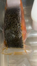 Pan Fish 生冷凍三文魚塊 1kg 1kg 曬單實拍圖
