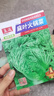 麻葉火鍋無筋大白菜種子無莖白菜菜高產(chǎn)四季播陽臺農(nóng)家蔬菜種子 麻葉火鍋菜種子 1包約1000粒 曬單實拍圖