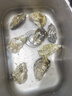 貝司令 鮮活乳山生蠔6XL 凈重4.5斤 6-8只 生鮮海鮮貝類 源頭直發(fā) 曬單實(shí)拍圖
