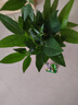 發(fā)財樹盆栽大植物室內(nèi)辦公室桌面客廳小盆景招財樹苗綠植花卉盆栽 三桿發(fā)財樹 5-8cm【原盆】 【送肥料】 曬單實拍圖