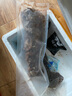 鯨甘郎魷魚鮮活冷凍新鮮超大魷魚尤魚生鮮整只船凍燒烤鐵板商用海鮮水產 整條魷魚3斤裝（凈重無冰） 曬單實拍圖