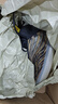 阿迪達(dá)斯 （adidas）三葉草Yeezy QNTM 椰子男女實(shí)戰(zhàn)版籃球鞋GX1331 曬單實(shí)拍圖