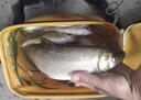 日本進(jìn)口三洋原絲魚(yú)線(xiàn)主線(xiàn)子線(xiàn)正品超強拉力柔軟不打卷品牌尼龍線(xiàn) 200米 三洋主線(xiàn)-紅色 2.5 曬單實(shí)拍圖