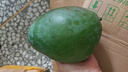 正宗凱特芒攀枝花新鮮采摘新鮮水果 帶箱2斤 超大果【單果200-300g】 曬單實拍圖