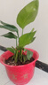 網(wǎng)紅天堂鳥綠植水培植物花卉盆栽客廳好養(yǎng)鶴望蘭四季常青室內(nèi)庭院 天堂鳥50-60厘米3顆（不帶盆） 曬單實拍圖