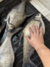 漁之源釣椅騎士新款釣魚(yú)椅子多地形折疊便攜功能戶(hù)外野釣座椅凳靠背配件 【專(zhuān)利款】基礎裸椅-輕量合金 曬單實(shí)拍圖