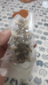 久年大連即食海參1斤8-12只遼刺參京東自營 固形物超85% 生鮮海鮮盒裝 曬單實(shí)拍圖