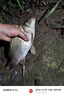 創(chuàng)威凌天三代釣魚(yú)竿手竿碳纖維魚(yú)桿十大物魚(yú)竿全套一套臺(tái)釣魚(yú)竿漁具 4.5m 四季小綜合 曬單實(shí)拍圖