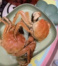 【活蟹】陽(yáng)澄聯(lián)合鮮活大閘蟹現貨公4.0-4.3兩 母3.0-3.3兩 4對8只螃蟹海鮮禮盒 曬單實(shí)拍圖