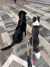 冠能狗糧大中型犬成犬狗糧15kg  穩(wěn)固免疫 全價狗糧 曬單實拍圖