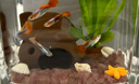 瘋狂水草魚缸水草魚缸造景躲避屋魚缸植物水草巴榕蘑菇屋陶罐源頭直發(fā)包郵 曬單實(shí)拍圖