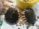 光州麻辣甲魚熟食即食整只鹵味甲魚團魚網(wǎng)紅麻辣鮮活食用鹵王八 400-450g五香 5只 曬單實拍圖