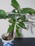 ?【包活】發(fā)財(cái)樹盆栽鮮花綠植物辦公室內(nèi)吸甲醛綠蘿文竹水培易養(yǎng) 【粗2-3cm】單桿發(fā)財(cái)樹【原盆】 曬單實(shí)拍圖
