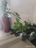 1.6米爬藤月季大苗蒂娜四季開花薔薇基地直發(fā)【買就送扦插小苗】 紅木香1.6米開花爆滿 送種植說明書 曬單實(shí)拍圖