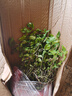 薄荷盆栽可食用大苗室內(nèi)桌面驅(qū)蚊綠植大盆迷迭香香草植物貓薄荷葉 大盆薄荷（不含盆） 曬單實(shí)拍圖
