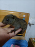 【人工養殖】紅腹黃山金花松鼠異寵活體寵物乳鼠溫順親人小動(dòng)物 紅腹幼崽（黑色） 母 曬單實(shí)拍圖
