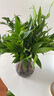 花行榜 竹柏盆栽水培驅(qū)蚊植物綠植盆栽四季常青20棵（不含瓶）源頭直發(fā) 曬單實(shí)拍圖