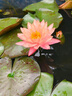 京厽睡蓮水培植物帶花苞四季開花池塘荷花藕種盆栽水養(yǎng)水蓮花根塊種子 精品大睡蓮混色3顆+送2營(yíng)養(yǎng)液 曬單實(shí)拍圖