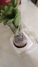 四季常青八方來(lái)財鴨腳木室內陽(yáng)臺桌面綠植大型盆栽花卉綠蘿發(fā)財樹(shù) 八方來(lái)財【15-25cm]】4顆+陶瓷發(fā)字盆+肥料 曬單實(shí)拍圖