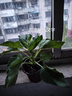 高考一舉奪魁向日葵盆栽帶花苞太陽(yáng)花苗開花植物綠植花卉鮮花種植 約20-25cm高向日葵兩盆 帶花 帶盆栽好 曬單實(shí)拍圖