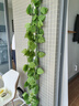 仿真藤條綠蘿葉婚慶節慶裝飾假樹(shù)葉藤蔓塑料花藤下水管道遮擋綠葉 20葉大號綠蘿葉【48條115米】 曬單實(shí)拍圖