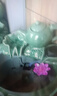 君閔石槽流水?dāng)[件石缸水景魚缸養(yǎng)魚老石槽造景戶外日式庭院石缽景觀 竹子流水器一套 曬單實(shí)拍圖