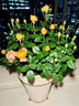 果汁陽(yáng)臺(tái)月季盆栽四季開(kāi)花卉玫瑰鮮花帶花苞陽(yáng)臺(tái)爬藤植物薔薇花苗 果汁陽(yáng)臺(tái)帶花發(fā)貨送肥料 不含盆 曬單實(shí)拍圖