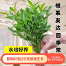 行湘竹柏水培綠植盆栽植物驅蚊花卉 竹柏20株不含瓶+營(yíng)養液 源頭直發(fā) 曬單實(shí)拍圖